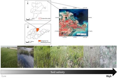 Salinity Effects on Microbial Derived-C of Coastal Wetland Soils in the Yellow River Delta